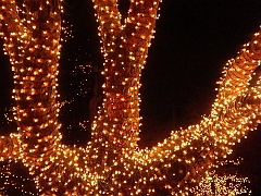061 Toledo Zoo Light Show [2008 Dec 27]
